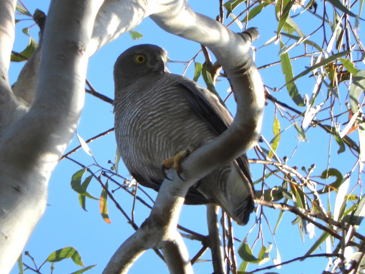 Brown Goshawk - ML622990114