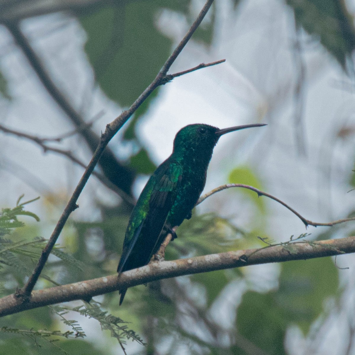 Steely-vented Hummingbird - ML622990130