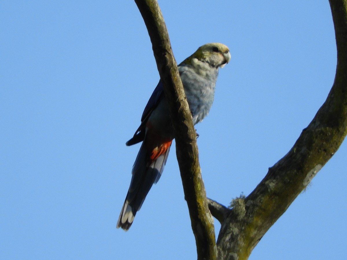 Pale-headed Rosella - ML622990160