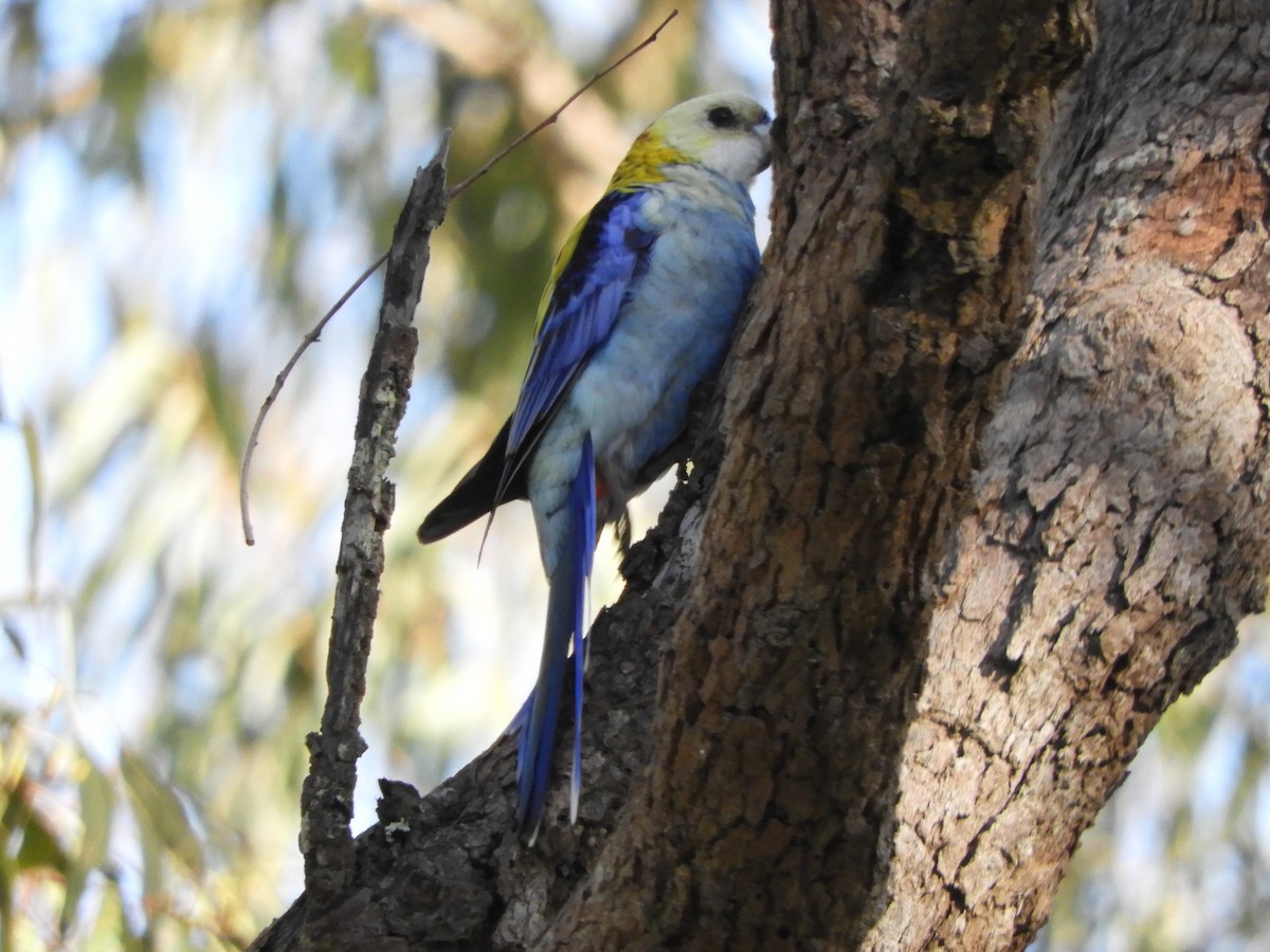 Pale-headed Rosella - ML622990176