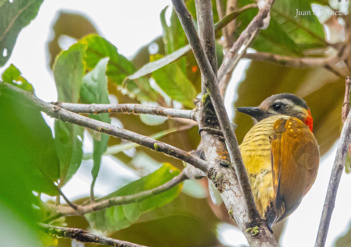 Yellow-vented Woodpecker - ML622990178