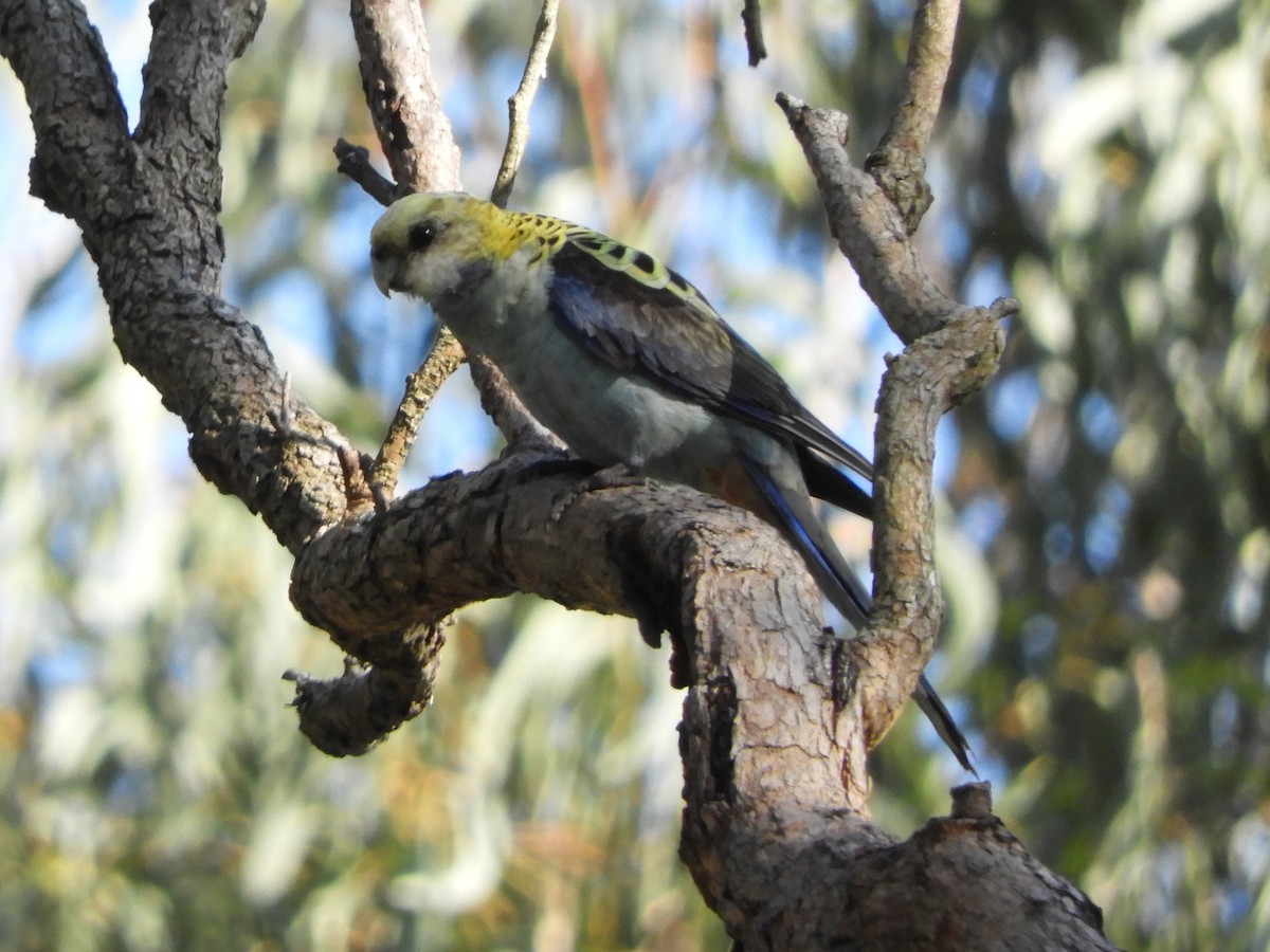 Pale-headed Rosella - ML622990191