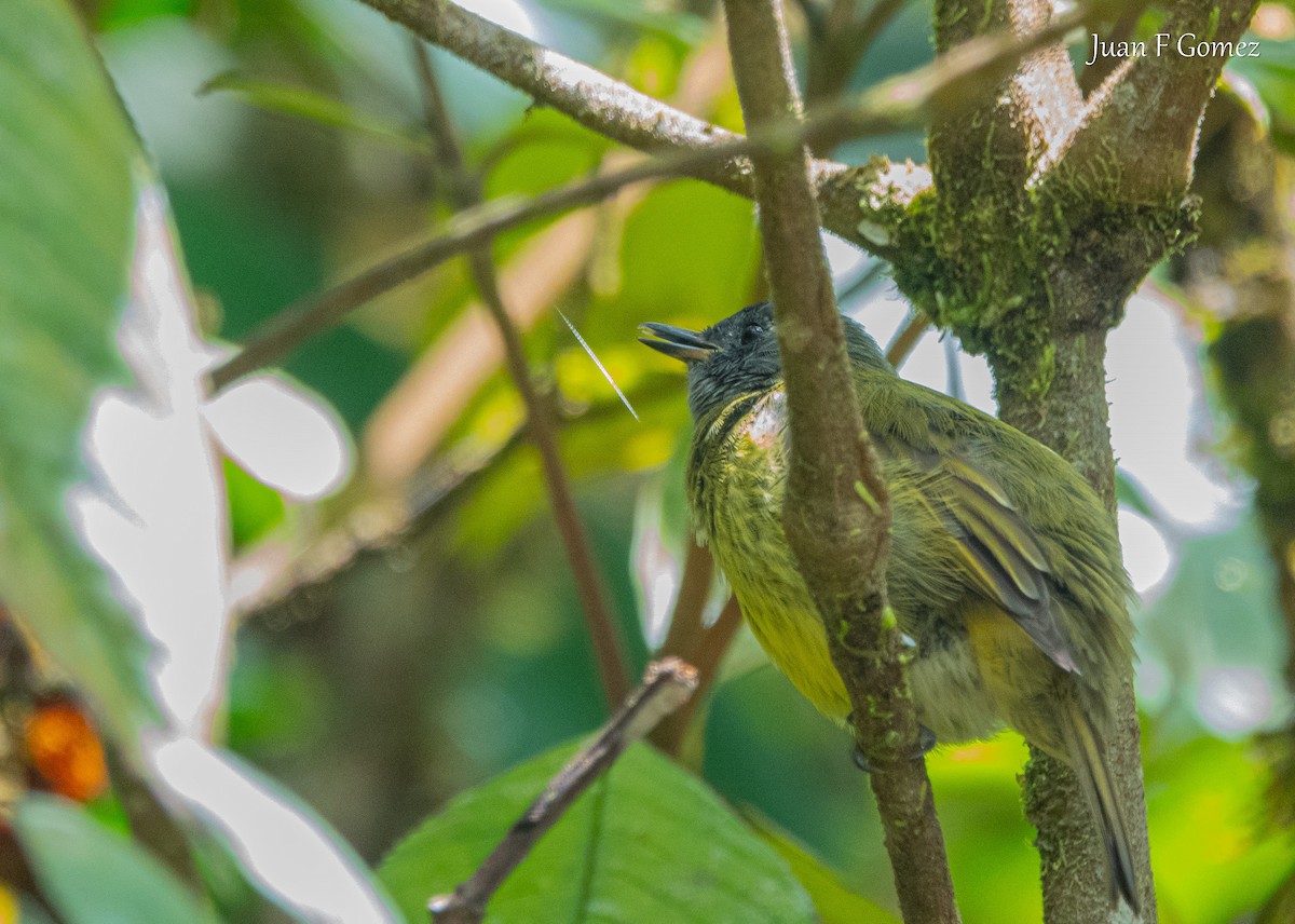 Streak-necked Flycatcher - ML622990230