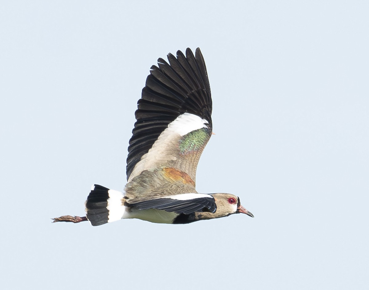 Southern Lapwing - A Huang Winoto