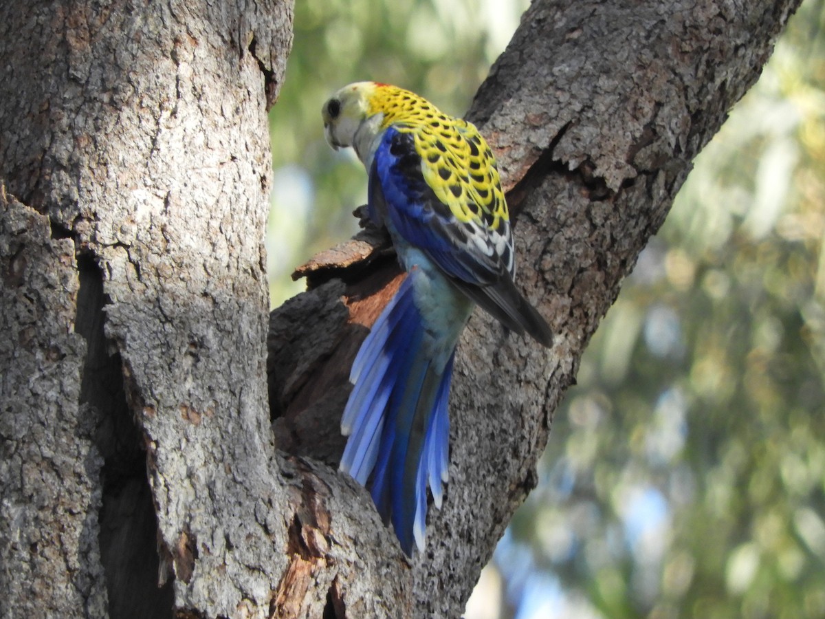 Pale-headed Rosella - ML622990257