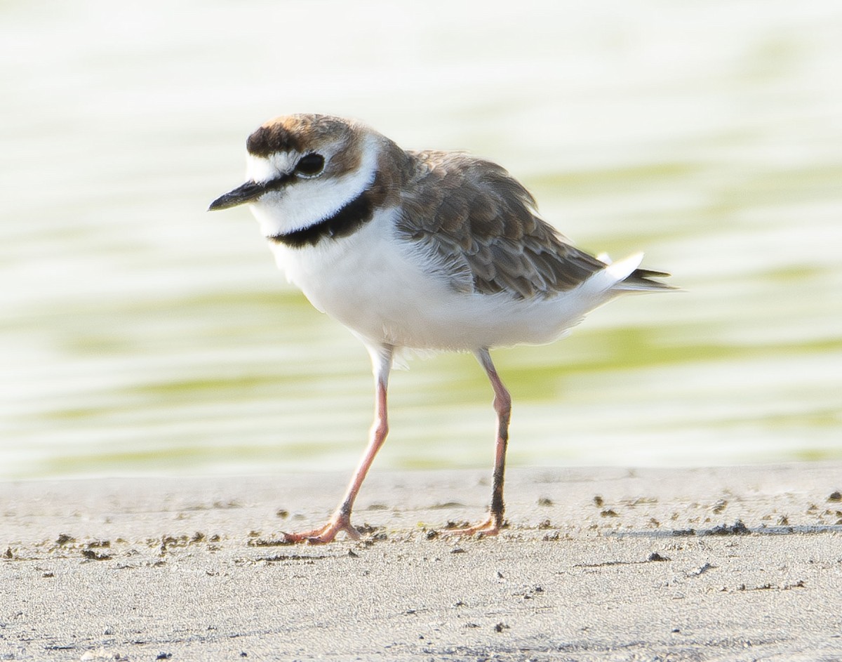 Collared Plover - ML622990296