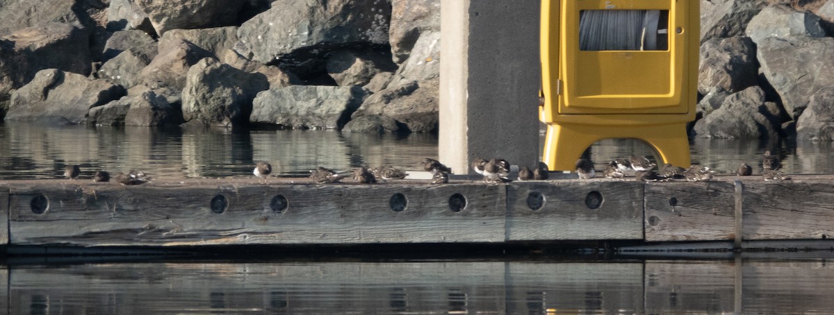 Black Turnstone - ML622990298