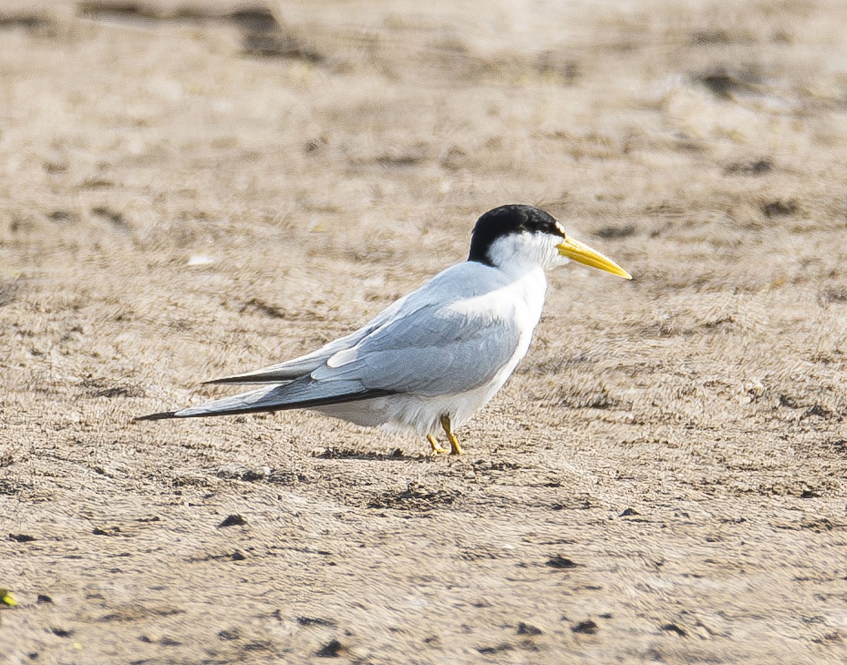 Yellow-billed Tern - A Huang Winoto