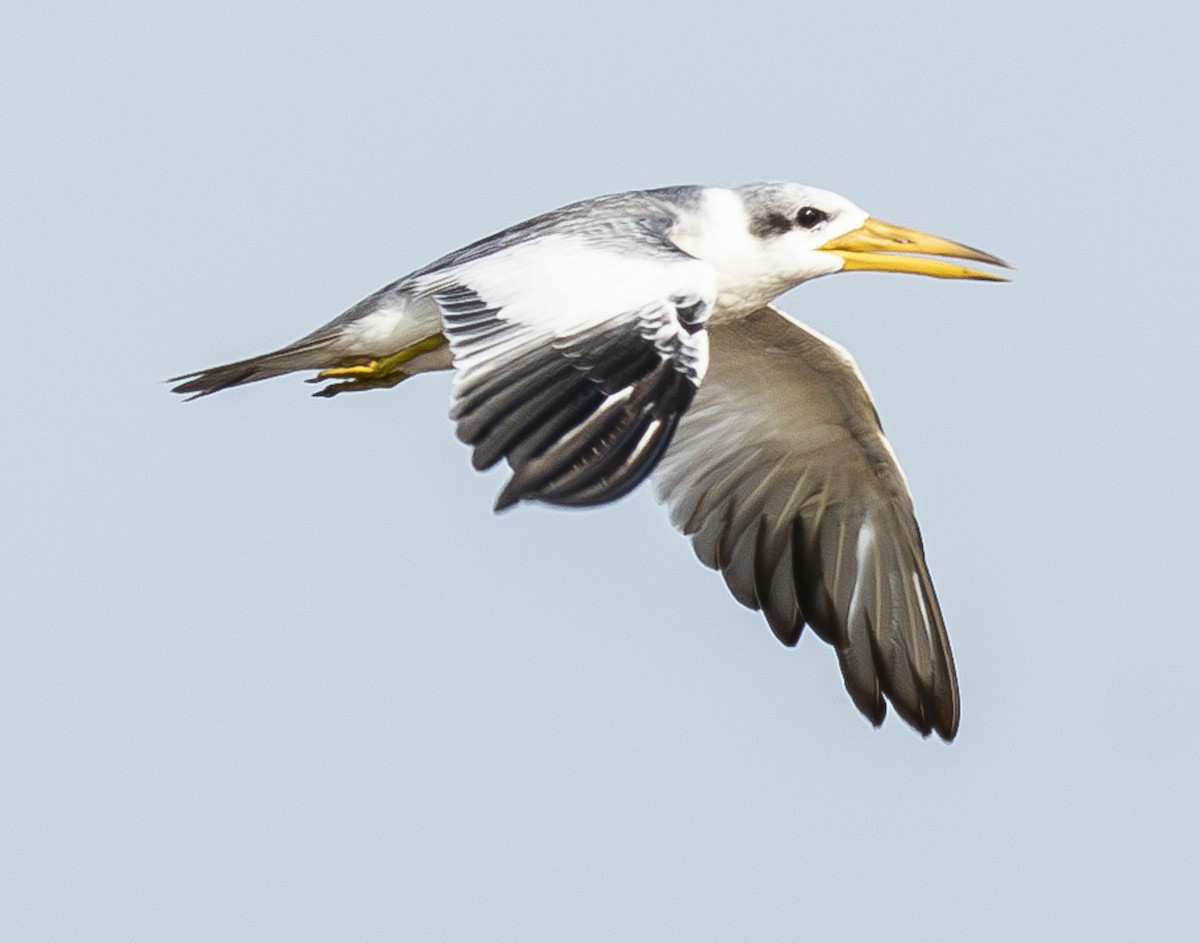 Large-billed Tern - ML622990333