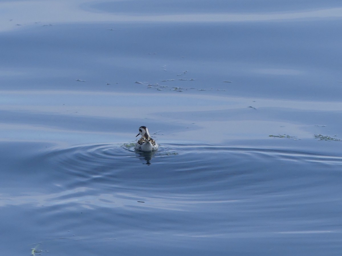 Red-necked Phalarope - ML622990335