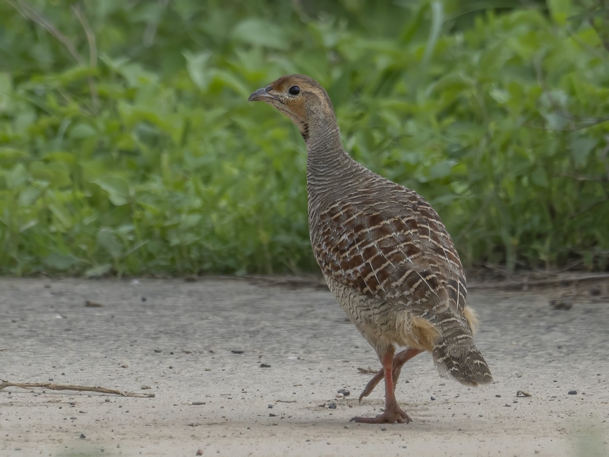 Gray Francolin - ML622990392