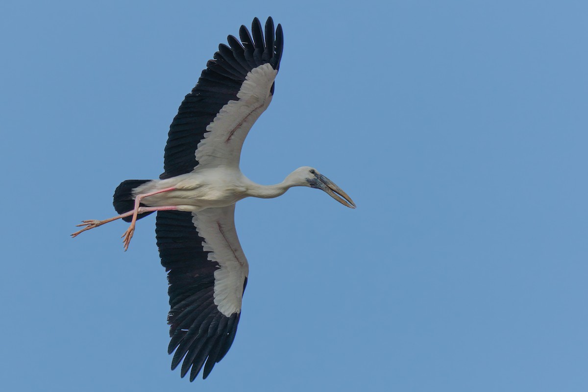 Asian Openbill - ML622990398