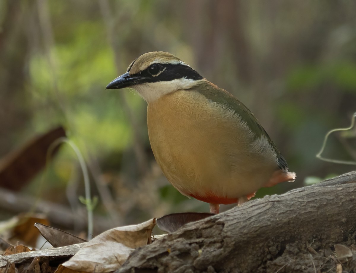 Indian Pitta - ML622990407