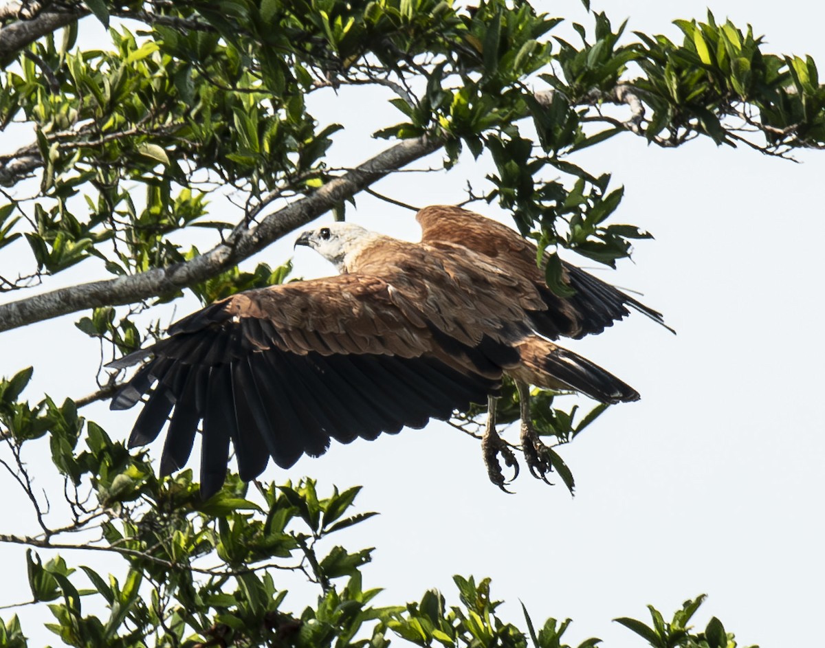 Black-collared Hawk - ML622990424