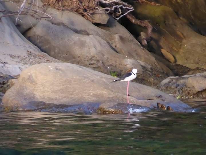 Pied Stilt - ML622990487