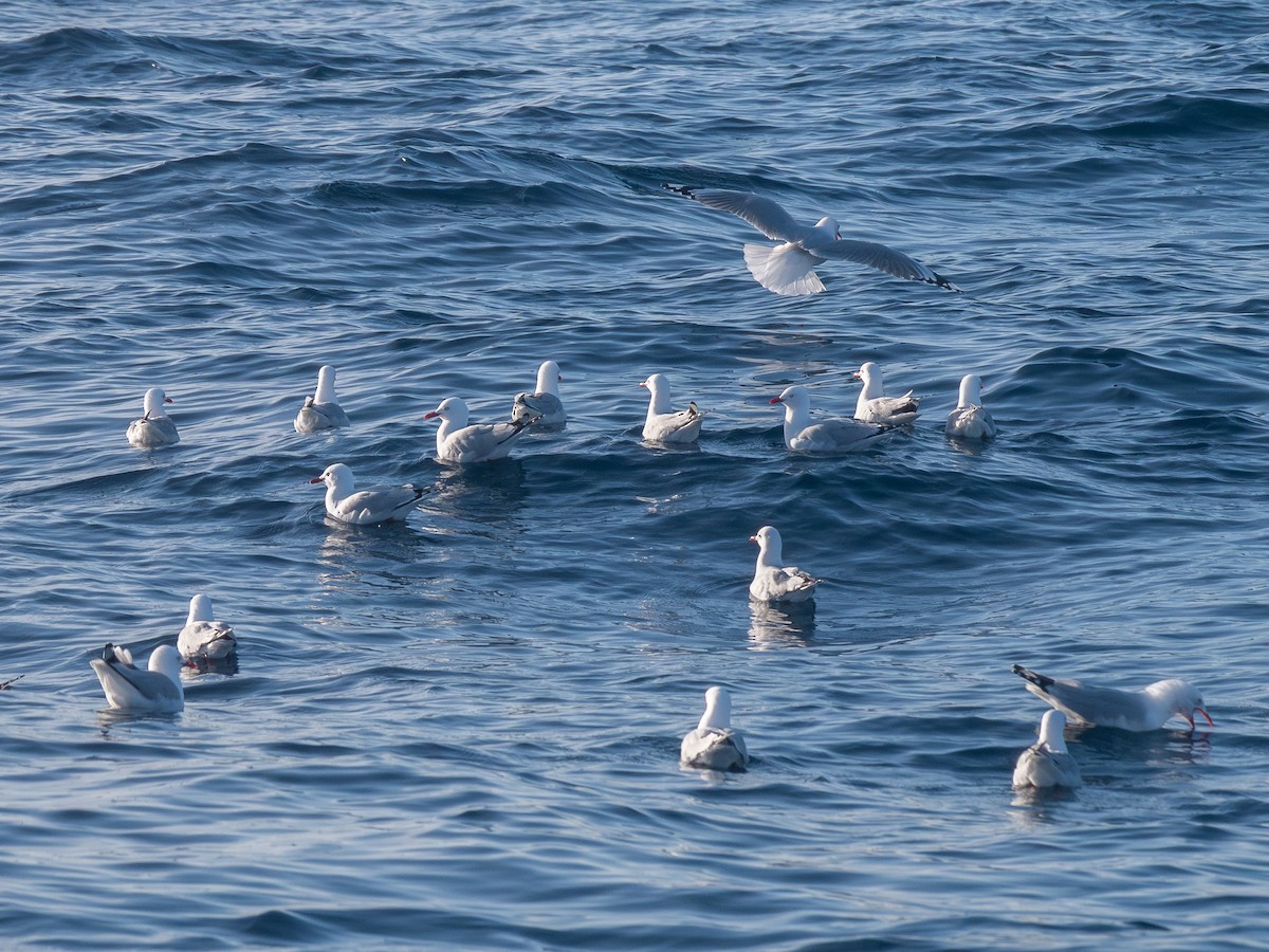 Silver Gull (Red-billed) - ML622990519