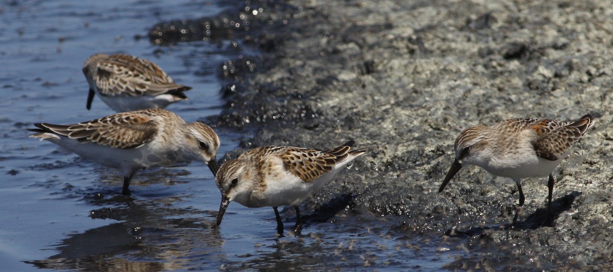 Little Stint - ML622990567