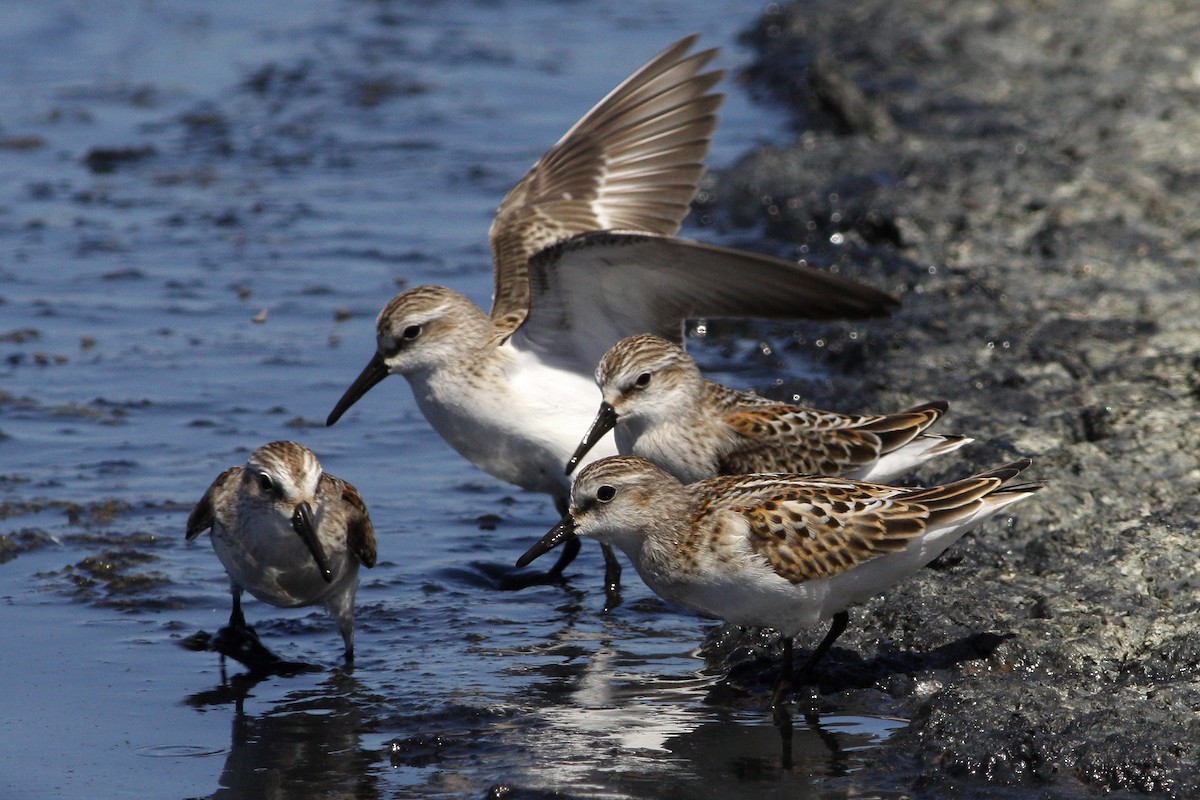 Little Stint - ML622990568