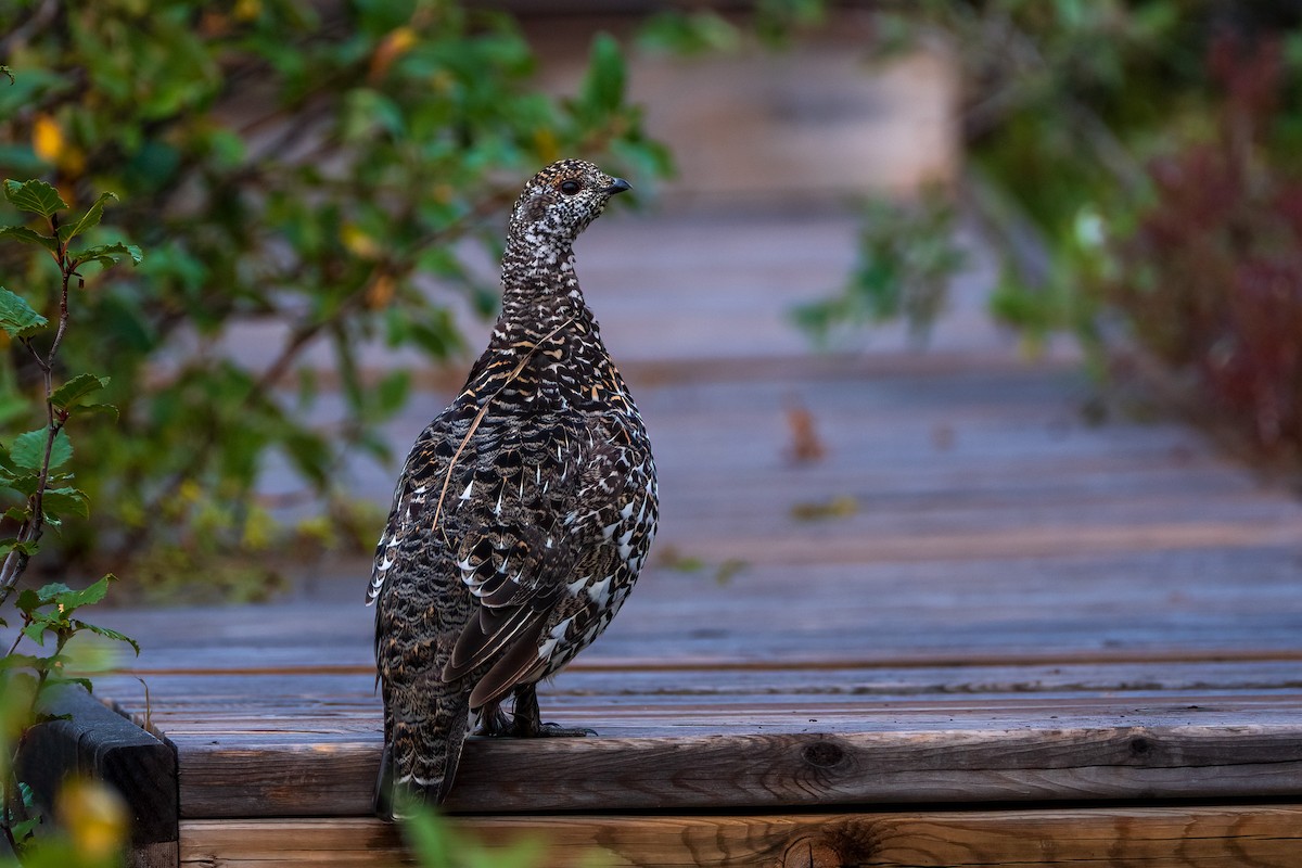 Spruce Grouse - ML622990602