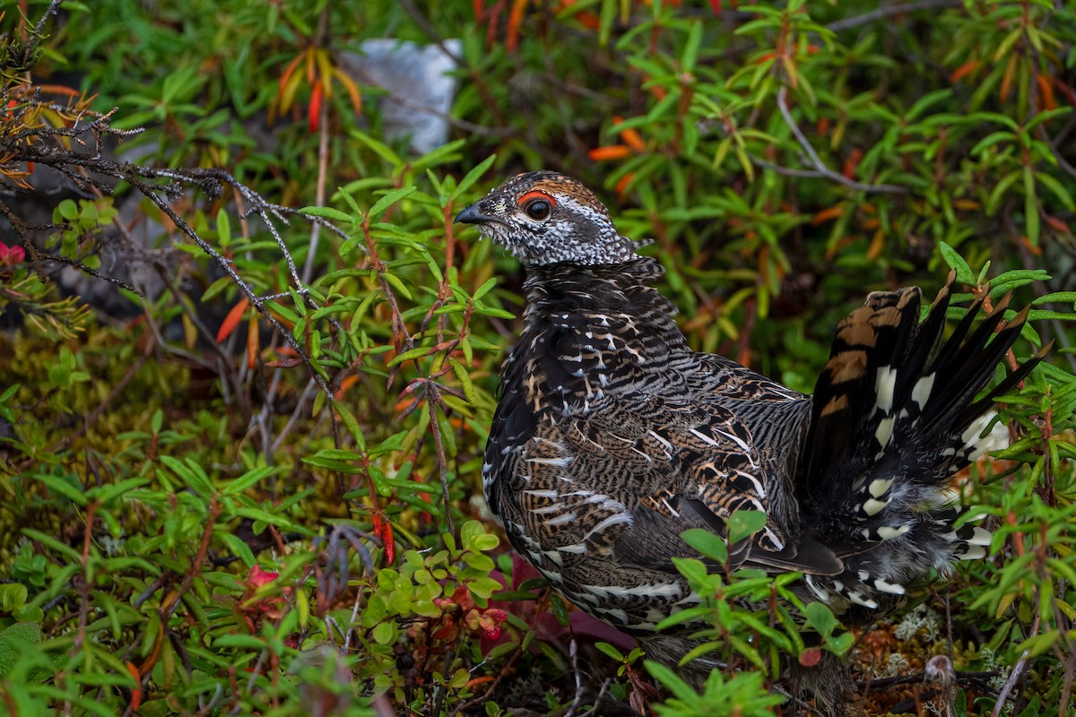 Spruce Grouse - ML622990603