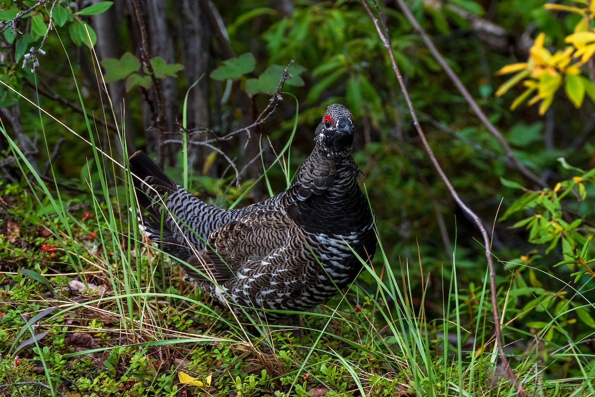 Spruce Grouse - ML622990605