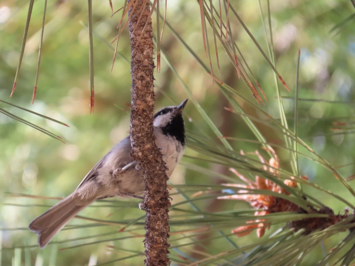 Mountain Chickadee - ML622990607