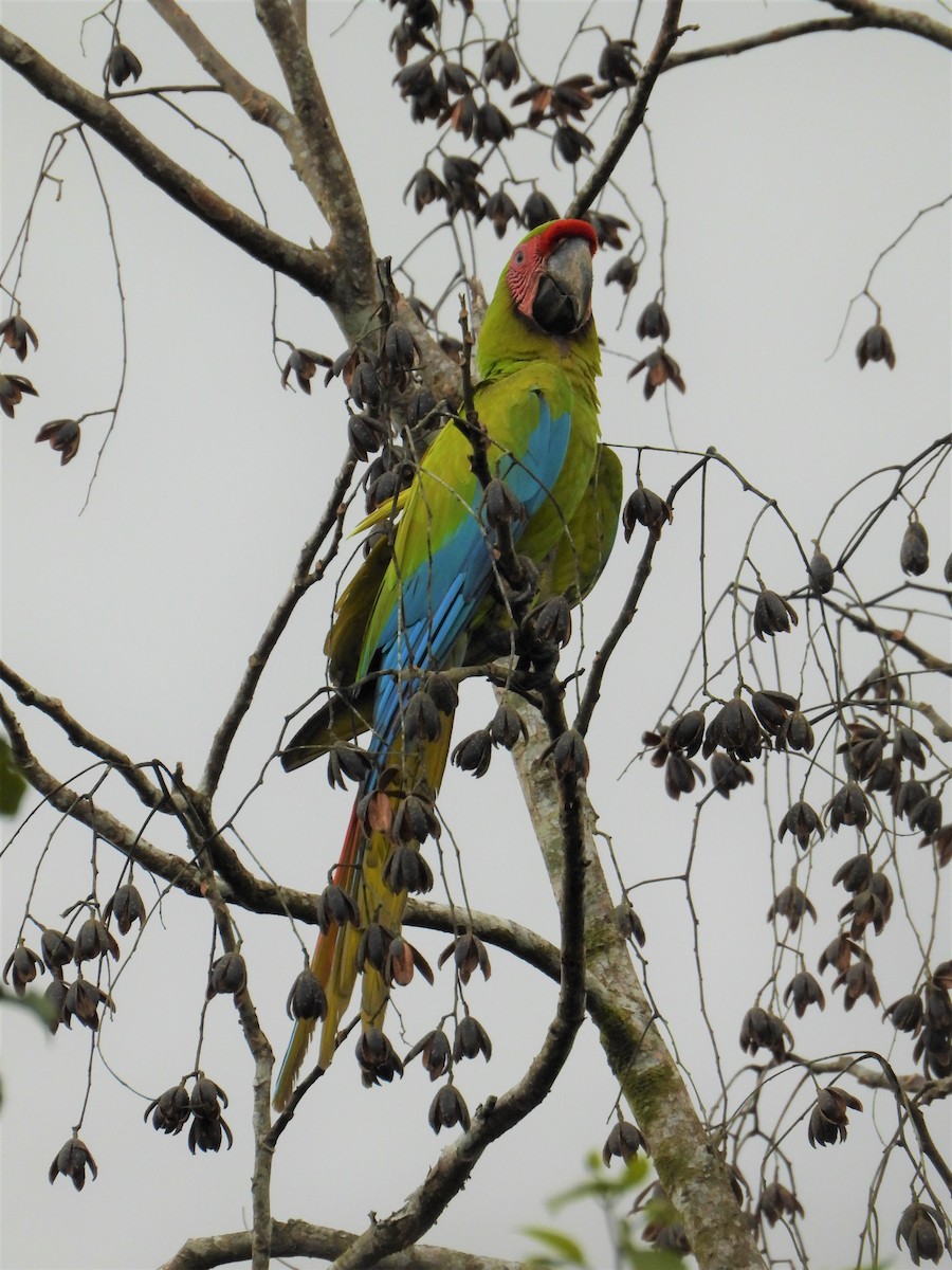 Great Green Macaw - ML622990612