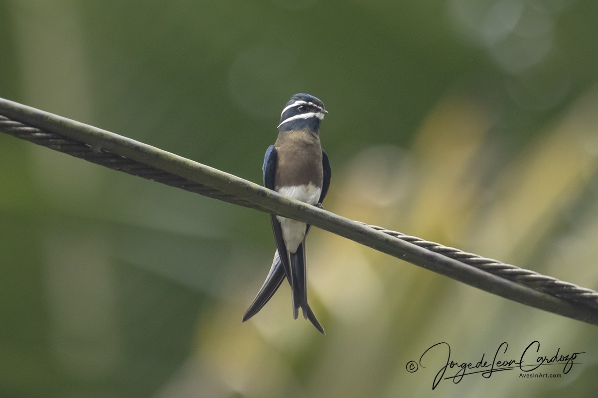 Whiskered Treeswift - ML622990619