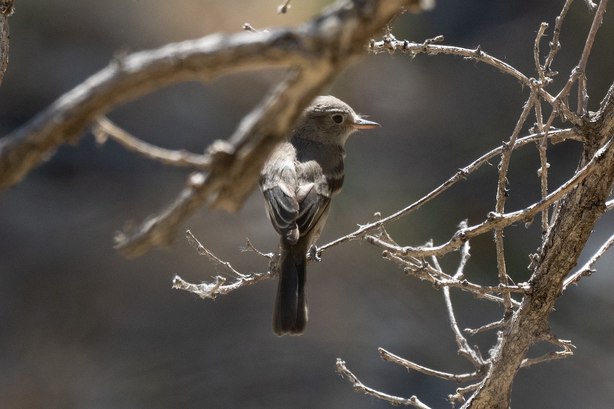 Gray Flycatcher - ML622990625