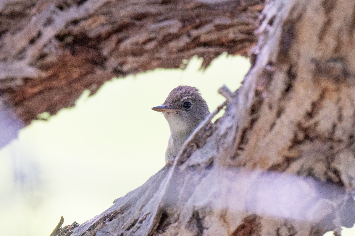 Gray Flycatcher - ML622990628