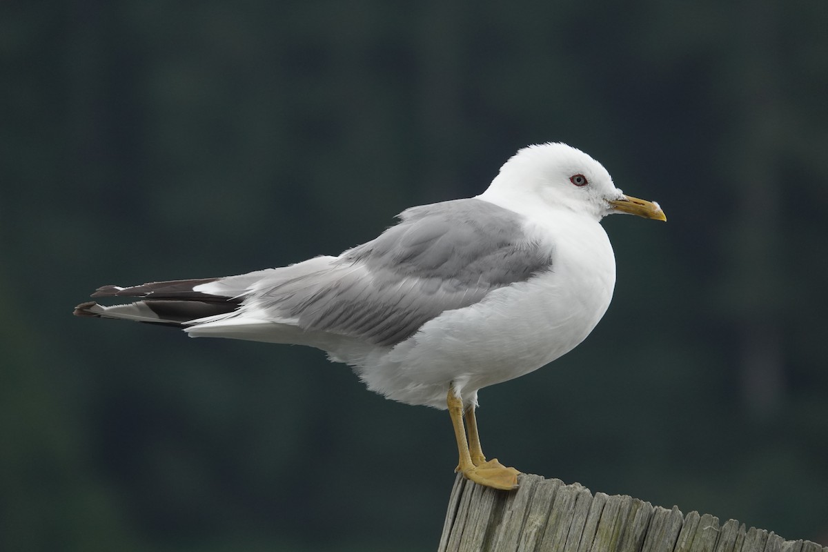 Gaviota de Alaska - ML622990632