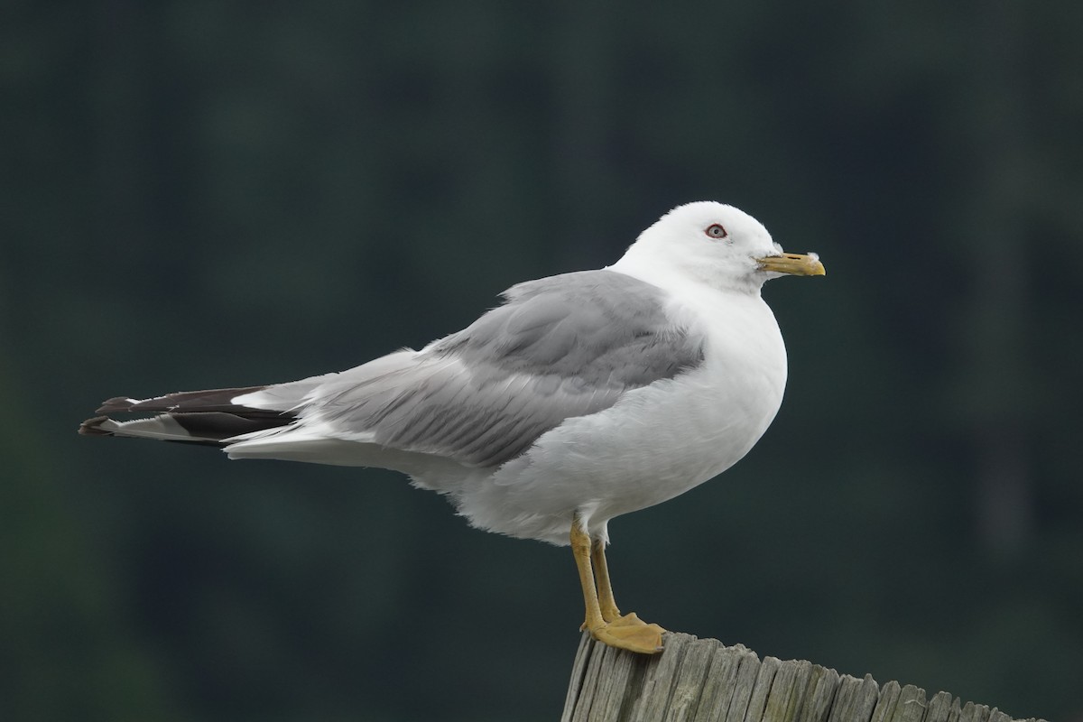 Gaviota de Alaska - ML622990633