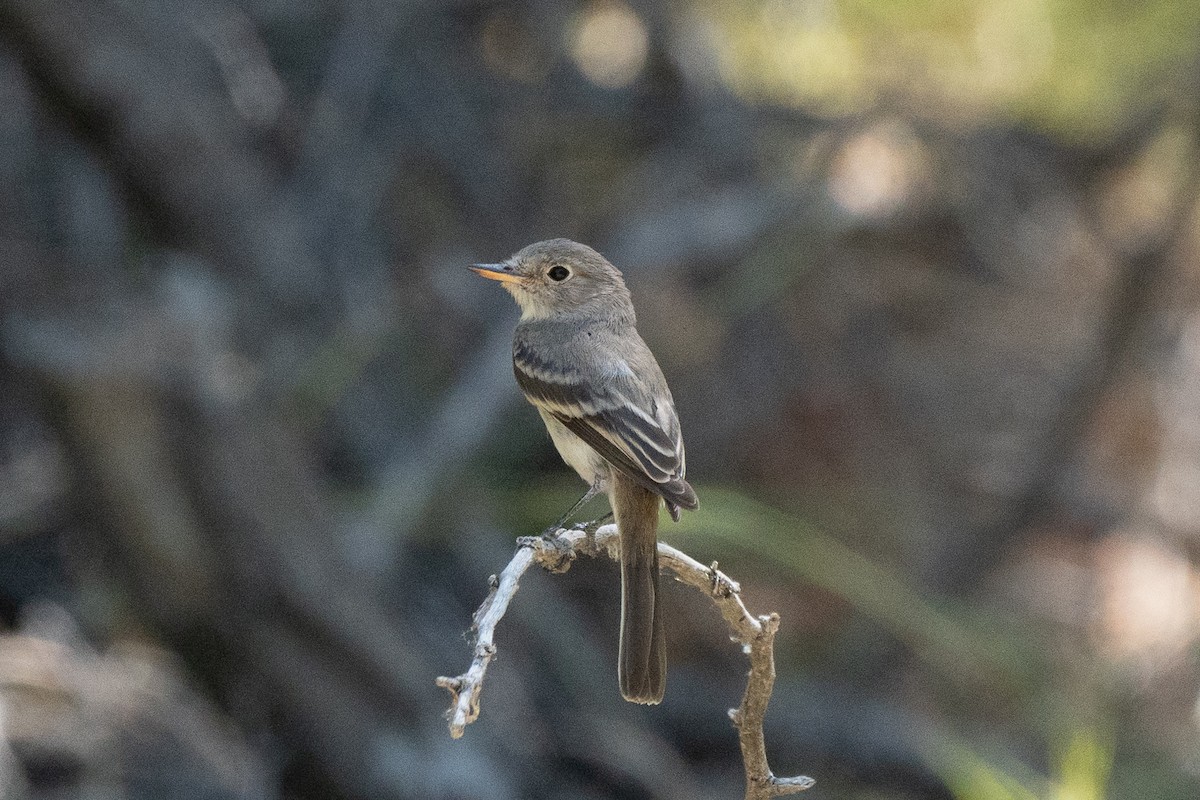 Gray Flycatcher - ML622990660