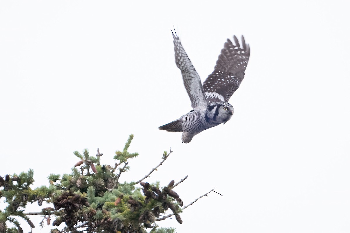 Northern Hawk Owl - ML622990707