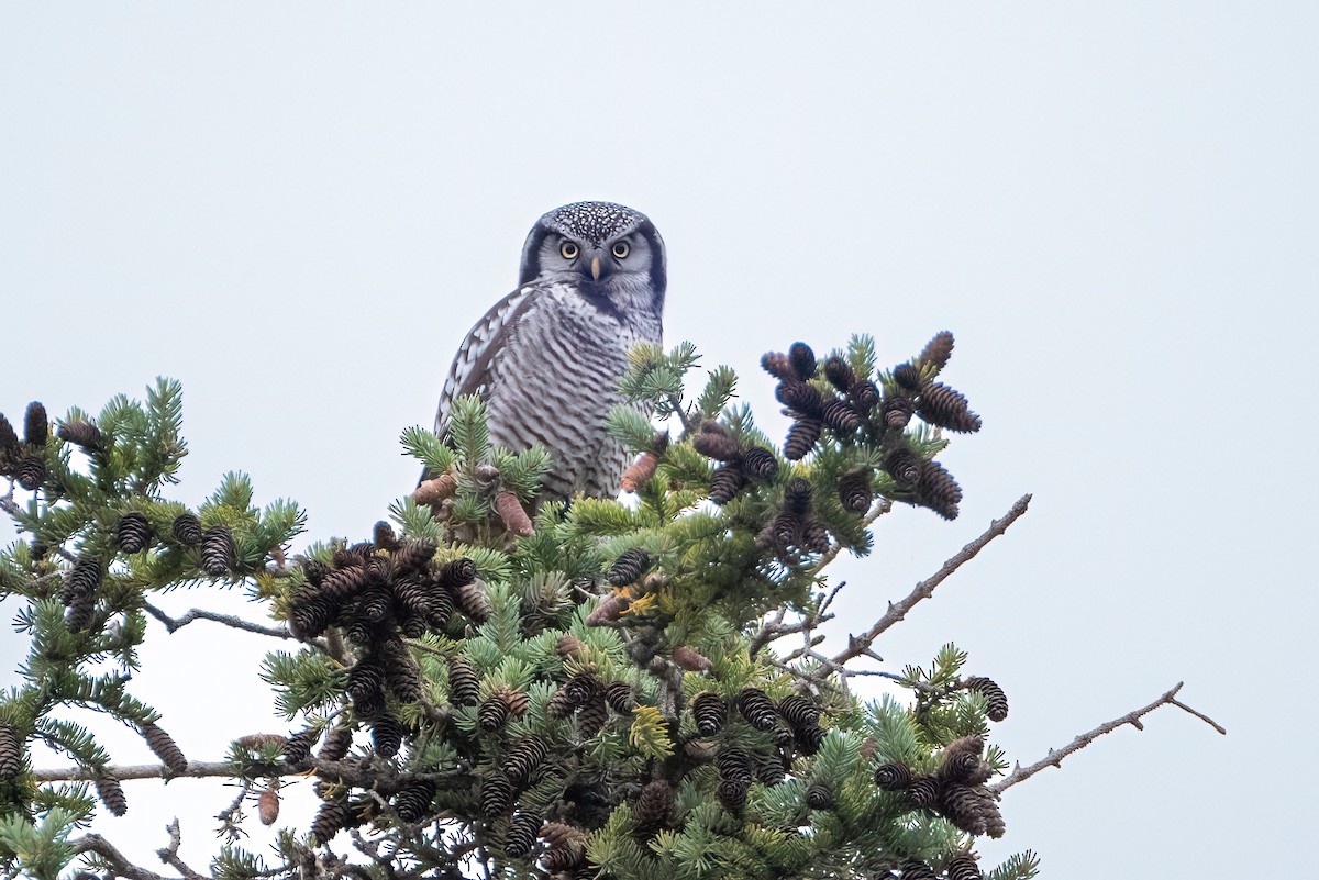 Northern Hawk Owl - ML622990708