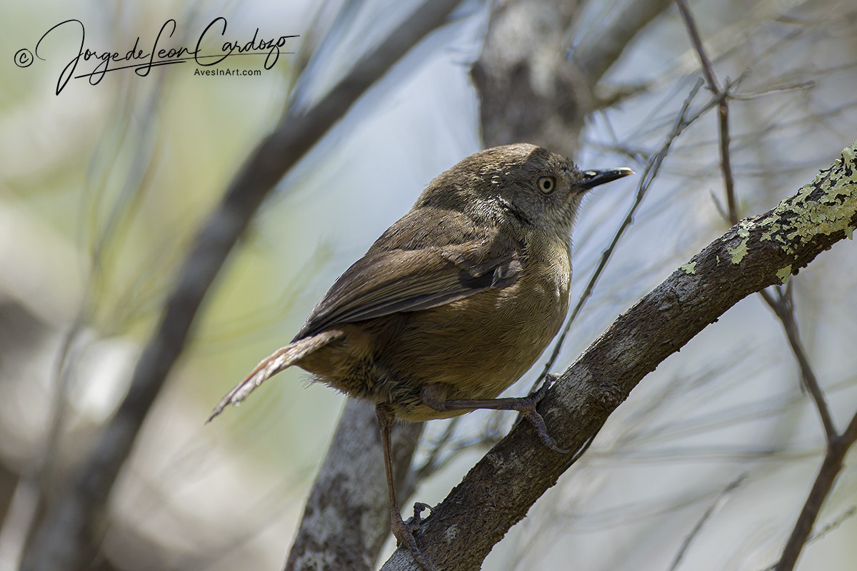 Tasmanian Scrubwren - ML622990827