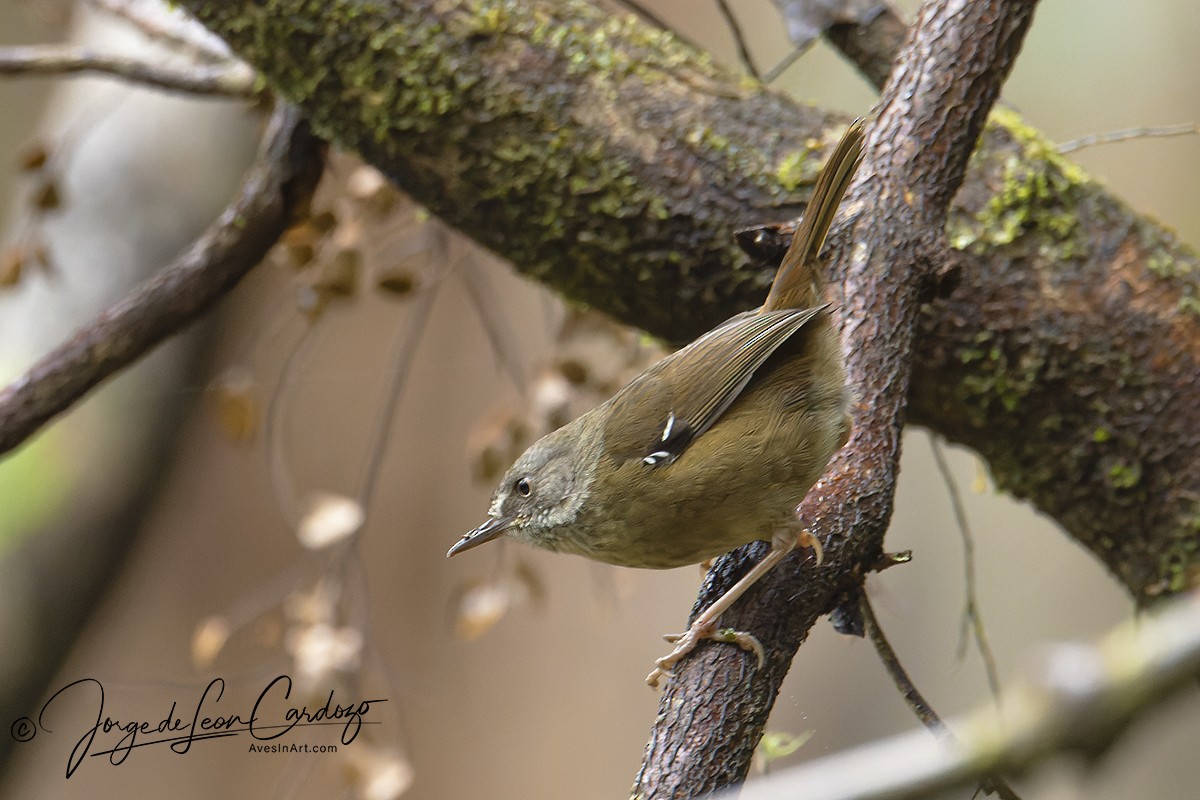 Tasmanian Scrubwren - ML622990828