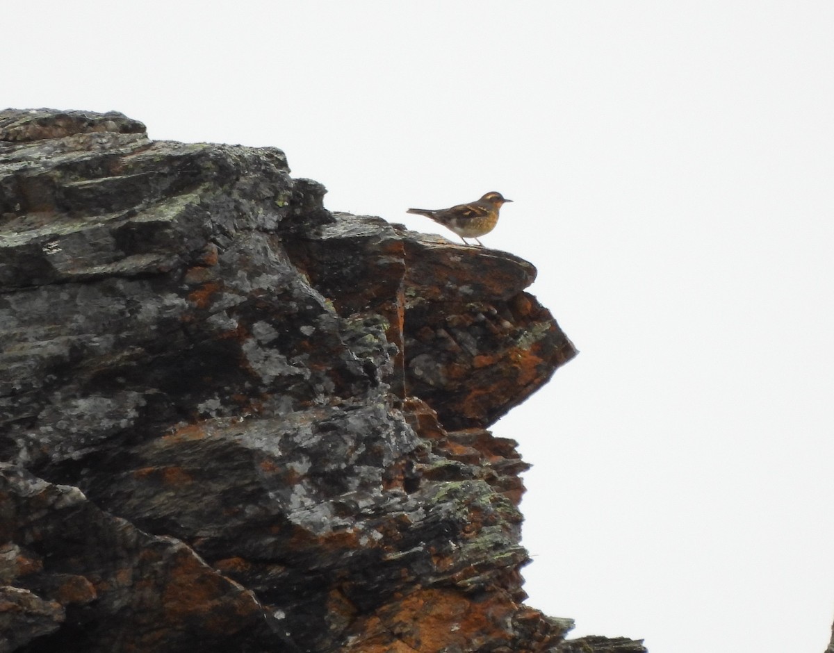 Varied Thrush - ML622990830