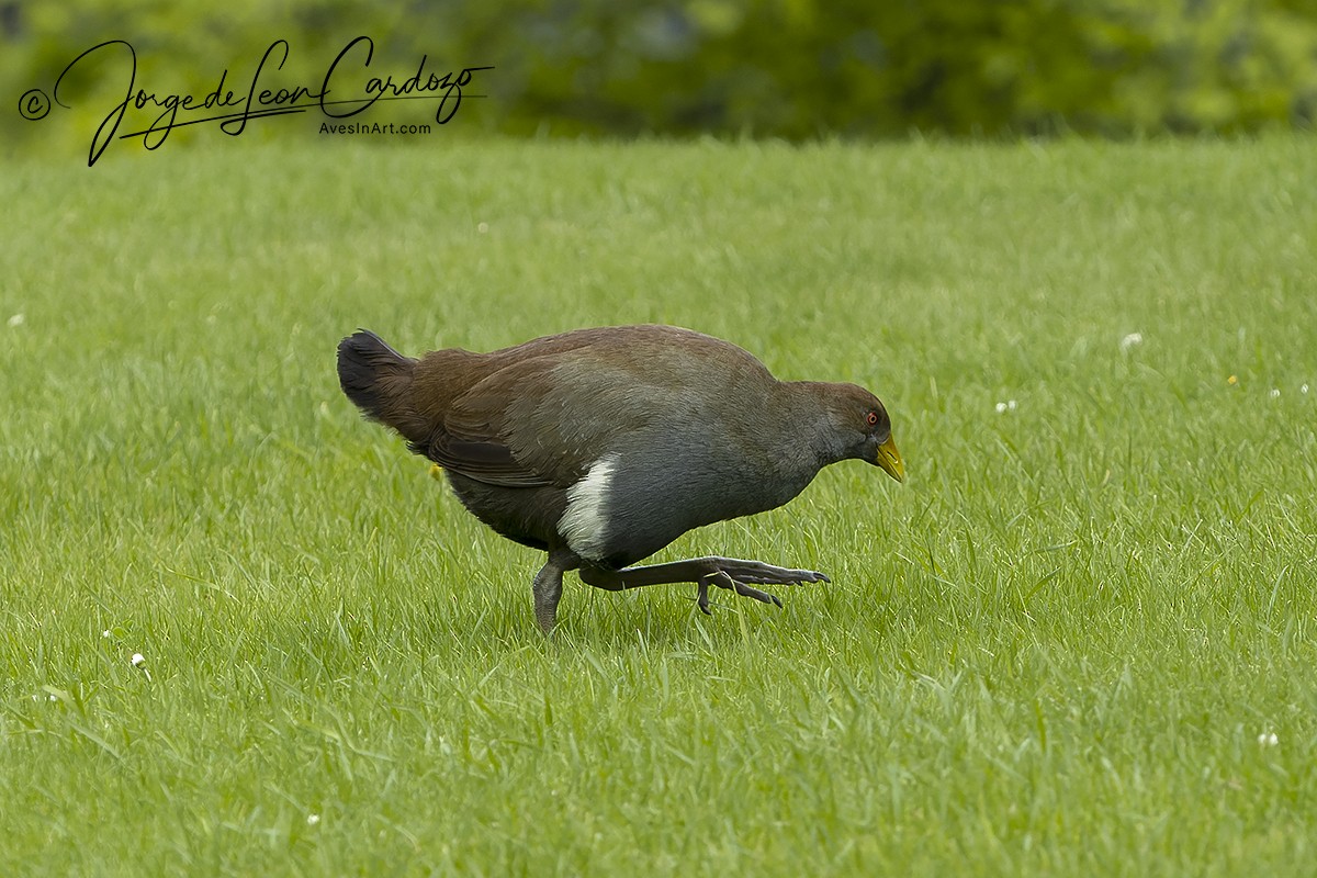 Tasmanian Nativehen - ML622990878