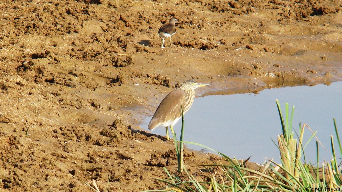 Green Sandpiper - ML622990926