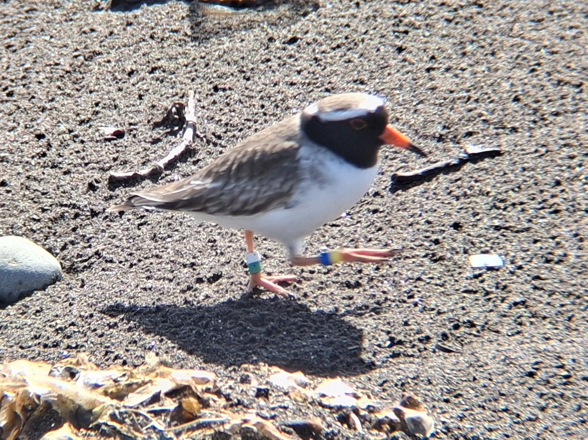 Shore Plover - ML622990948