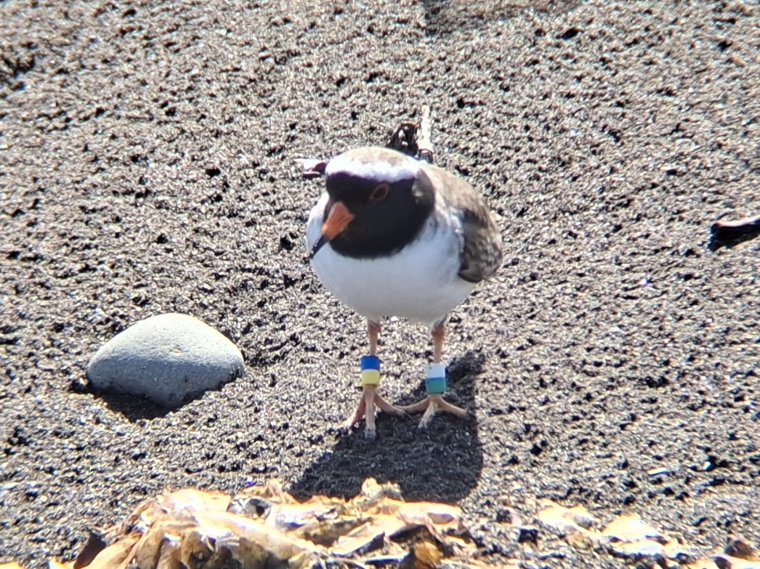 Shore Plover - ML622990949