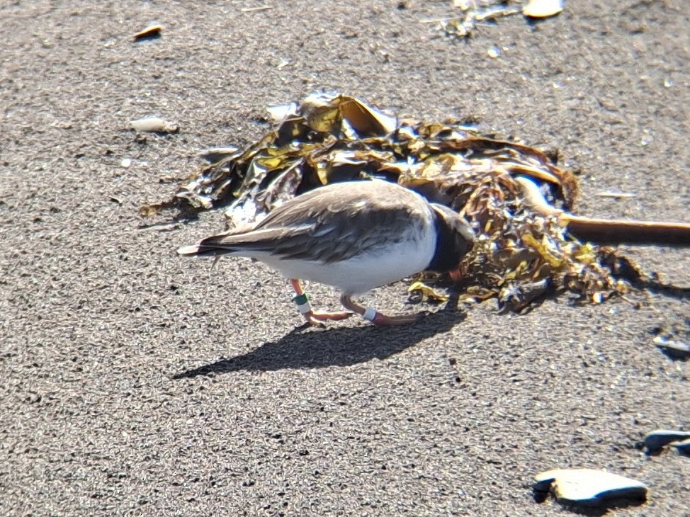 Shore Plover - ML622990950