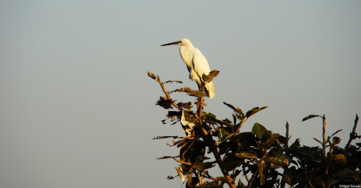 Little Egret - ML622990996