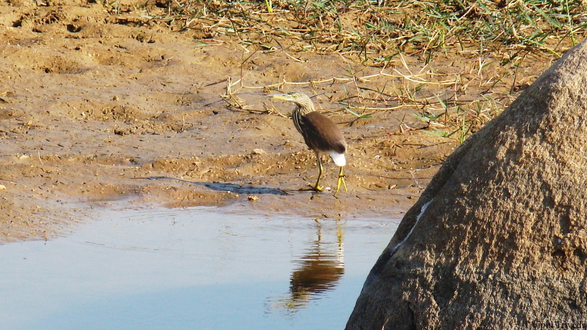 Indian Pond-Heron - Vipul Trivedi