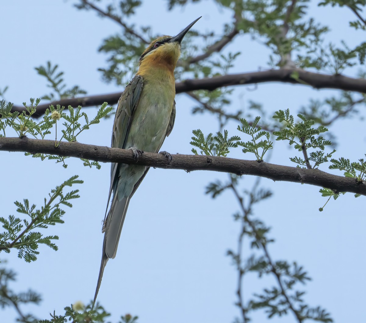 Blue-tailed Bee-eater - Ulva Jyotirmay Janakshree