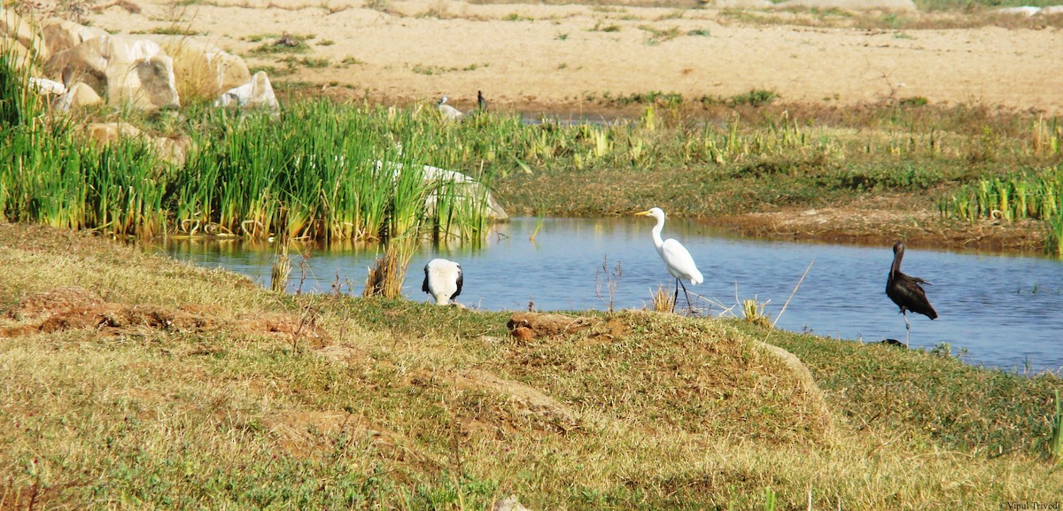 Great Egret - ML622991002