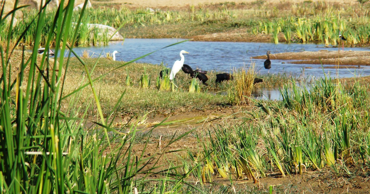 Glossy Ibis - ML622991010