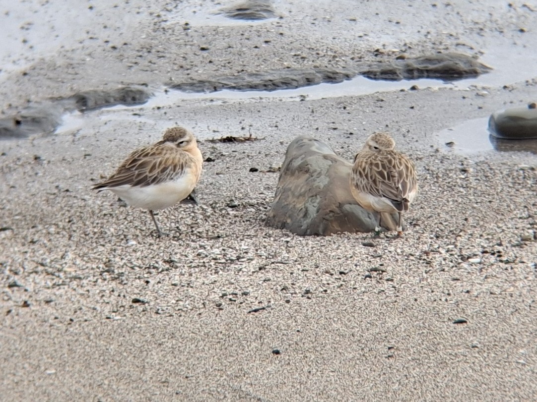 Red-breasted Dotterel - ML622991011