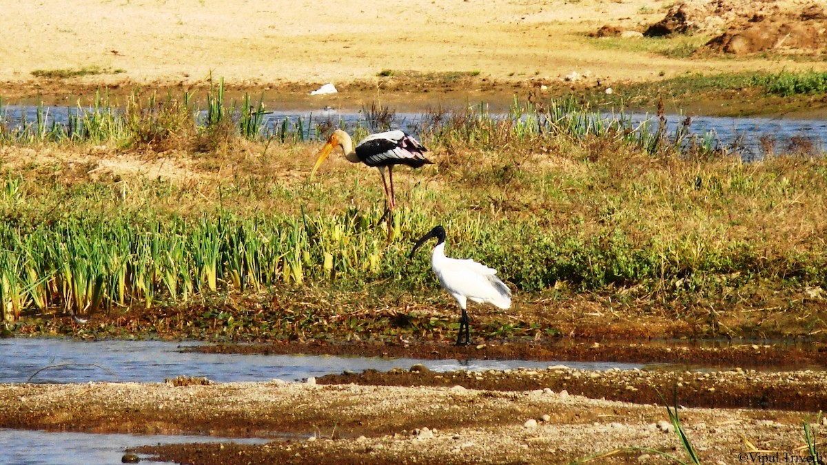 Black-headed Ibis - ML622991013